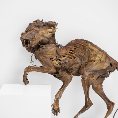 Lot 49 - A mummified cat