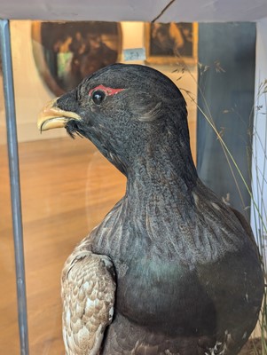 Lot 119 - Taxidermy: a male and female capercaillie
