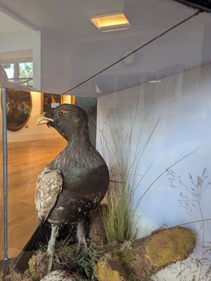 Lot 119 - Taxidermy: a male and female capercaillie
