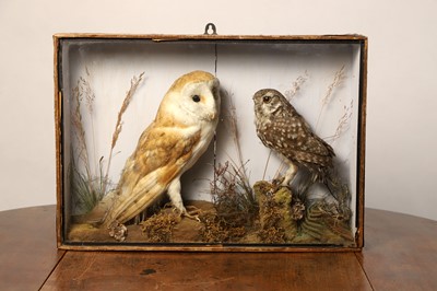 Lot 121 - Taxidermy: a barn owl and a little owl
