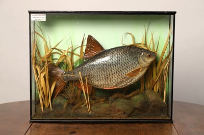 Lot 130 - Taxidermy Cast: a common roach