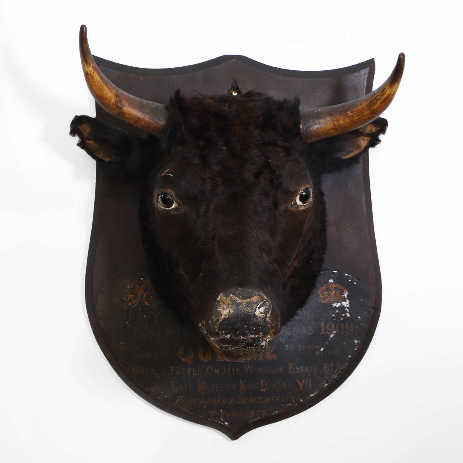 Lot 320 - Taxidermy: Edward VII’s prize heifer