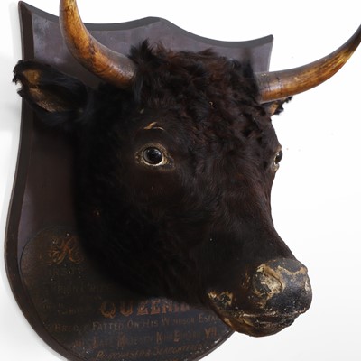 Lot 320 - Taxidermy: Edward VII’s prize heifer