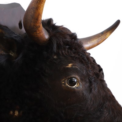 Lot 320 - Taxidermy: Edward VII’s prize heifer