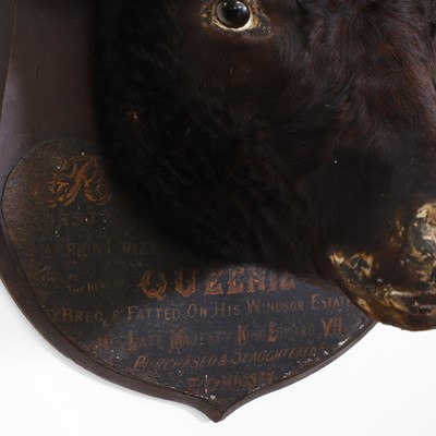 Lot 320 - Taxidermy: Edward VII’s prize heifer
