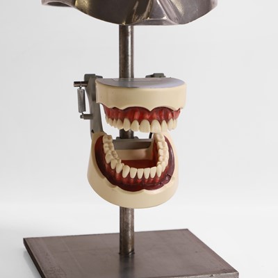 Lot 456 - A dentist's 'phantom' teaching aid