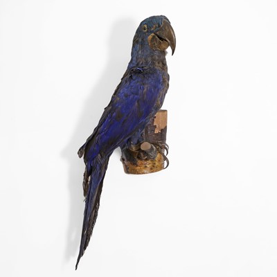 Lot 421 - Taxidermy: a stuffed and mounted hyacinth macaw