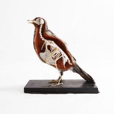 Lot 420 - A mounted anatomical specimen of a wood pigeon