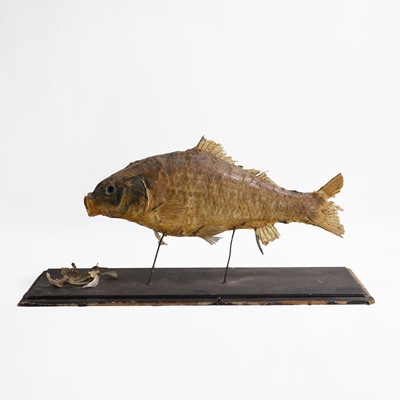 Lot 450 - A mounted anatomical specimen of a carp