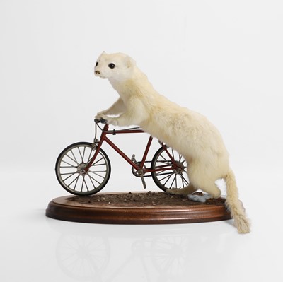 Lot 19 - Taxidermy: a stoat