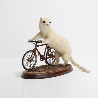 Lot 19 - Taxidermy: a stoat