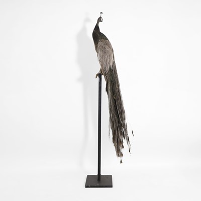 Lot 418 - Taxidermy: an opal peacock