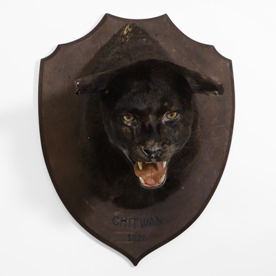 Lot 417 - Taxidermy: a 'Black Panther' trophy