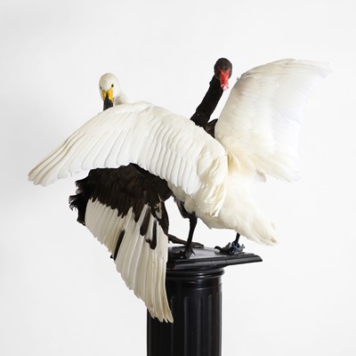 Lot 416 - Taxidermy: a 'Cygnus Monochrome' light embracing darkness sculpture