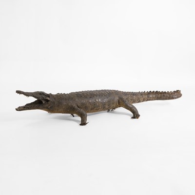 Lot 414 - Taxidermy: a Nile crocodile