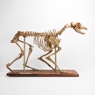 Lot 412 - A comprised skeleton in the style of a Tasmanian tiger
