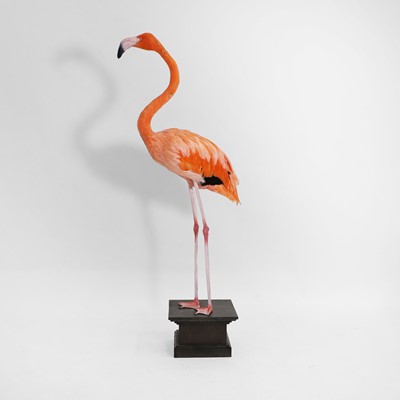 Lot Taxidermy: a large Caribbean flamingo (Phoenicopterus ruber) figure