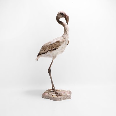 Lot 402 - Taxidermy: a rare juvenile Lesser Flamingo (Phoeniconaias minor) figure