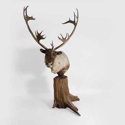 Lot 410 - Taxidermy: a large reindeer (Rangifer tarandus) mount