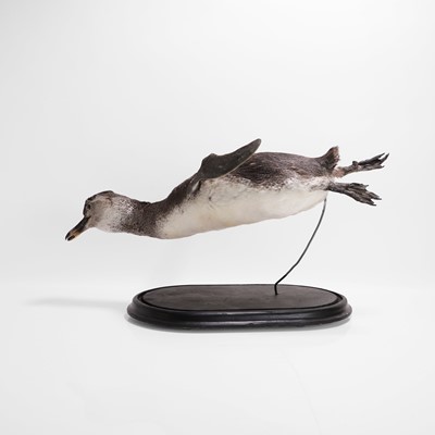 Lot 409 - Taxidermy: a Magellanic penguin (Spheniscus magellanicus)