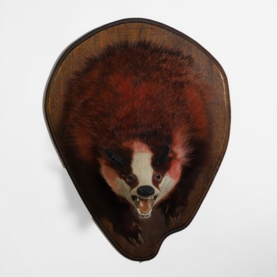 Lot 63 - Taxidermy: 'Devil Badger' or 'Hell Hound'