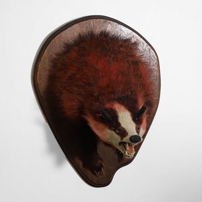 Lot 63 - Taxidermy: 'Devil Badger' or 'Hell Hound'