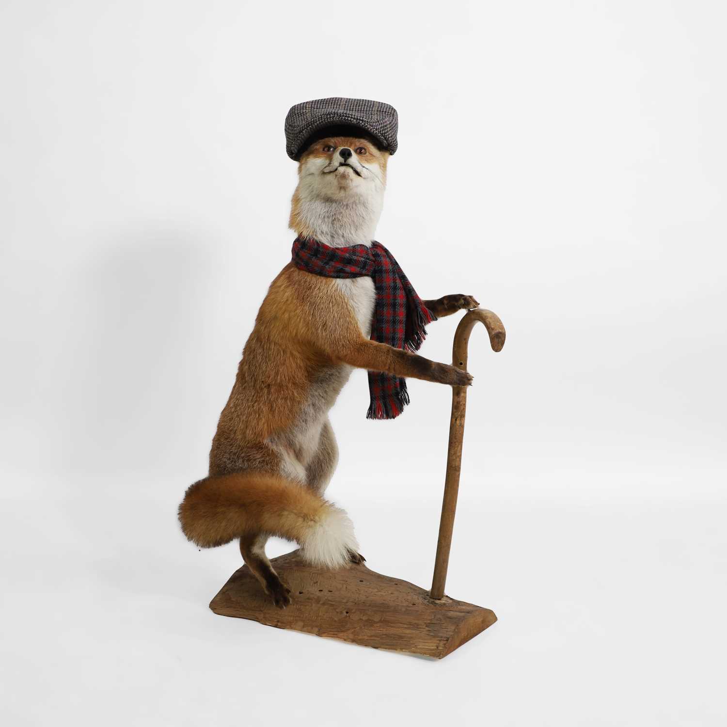 Lot 30 - Taxidermy: a 'Gentleman Fox'