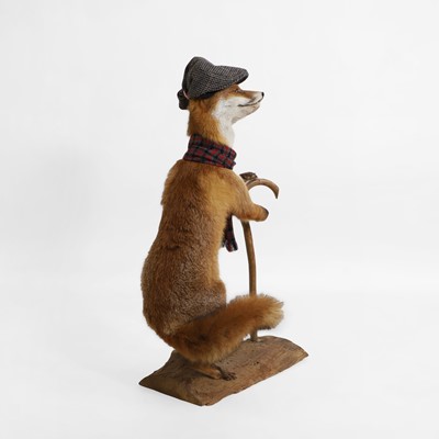 Lot 30 - Taxidermy: a 'Gentleman Fox'