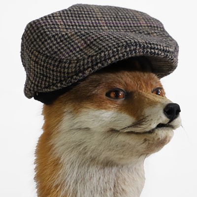 Lot 30 - Taxidermy: a 'Gentleman Fox'