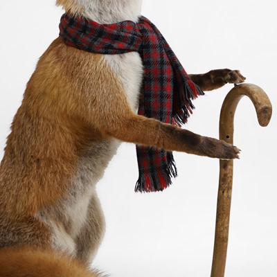 Lot 30 - Taxidermy: a 'Gentleman Fox'