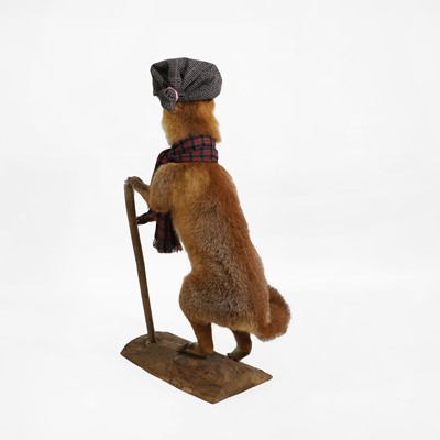 Lot 30 - Taxidermy: a 'Gentleman Fox'