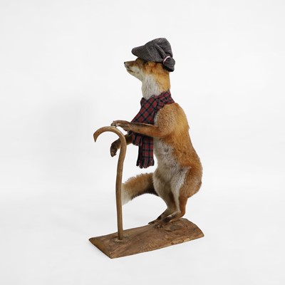 Lot 30 - Taxidermy: a 'Gentleman Fox'