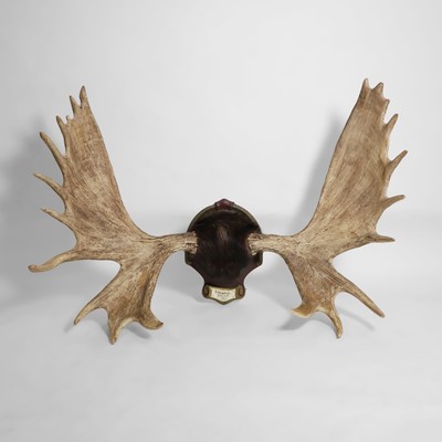 Lot 407 - A moose head and antler trophy mount
