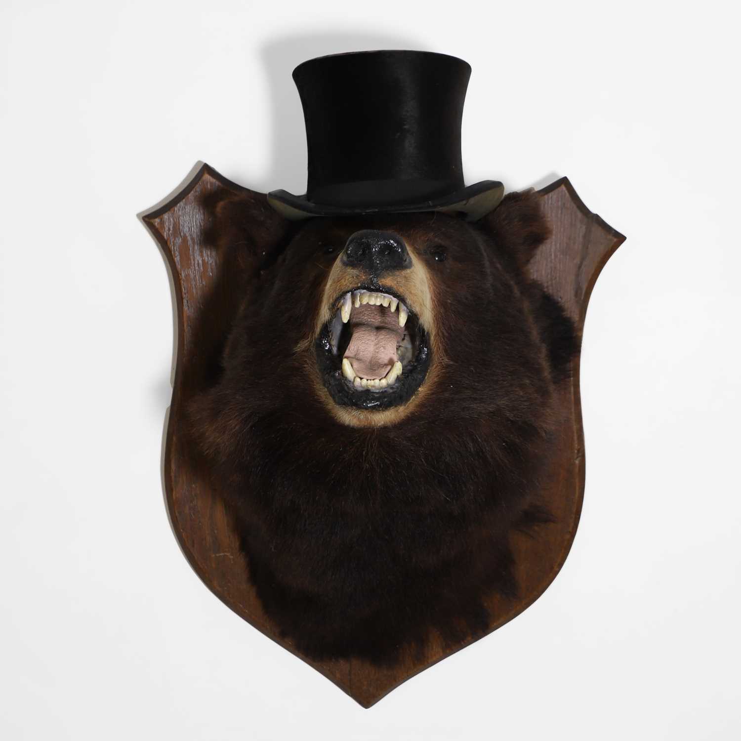 Lot 181 - Taxidermy: 'The Ring Master' an American Black Bear trophy mount