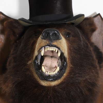 Lot 181 - Taxidermy: 'The Ring Master' an American Black Bear trophy mount