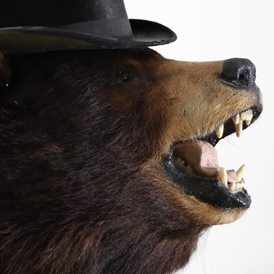 Lot 181 - Taxidermy: 'The Ring Master' an American Black Bear trophy mount