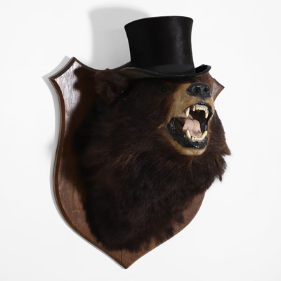 Lot 181 - Taxidermy: 'The Ring Master' an American Black Bear trophy mount