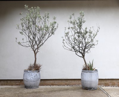 Lot 697 - Two galvanized dolly tubs