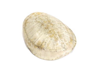 Lot 291 - Taxidermy: a South American River Turtle shell