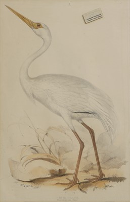 Lot 302 - Edward Lear (1812-1888) and John Gould (1804-1881)