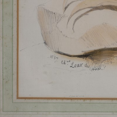 Lot 302 - Edward Lear (1812-1888) and John Gould (1804-1881)