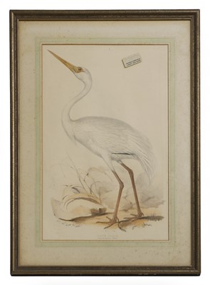 Lot 302 - Edward Lear (1812-1888) and John Gould (1804-1881)