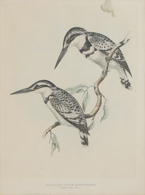 Lot 302 - Edward Lear (1812-1888) and John Gould (1804-1881)