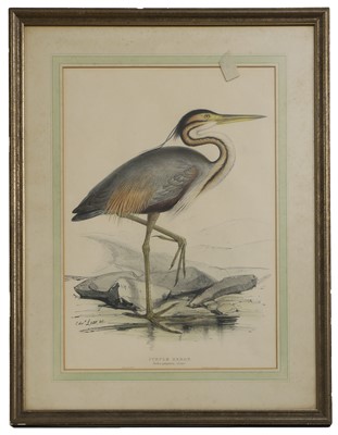 Lot 302 - Edward Lear (1812-1888) and John Gould (1804-1881)