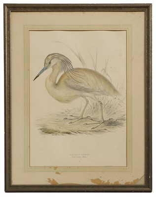Lot 302 - Edward Lear (1812-1888) and John Gould (1804-1881)