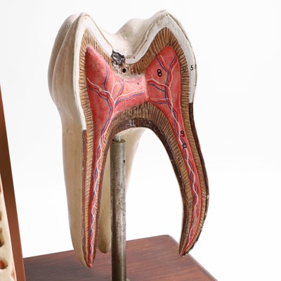 Lot 452 - A painted wood and plaster sectional dental teaching aid