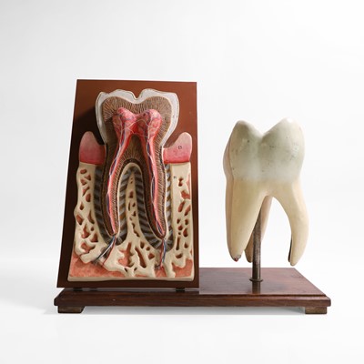 Lot 452 - A painted wood and plaster sectional dental teaching aid