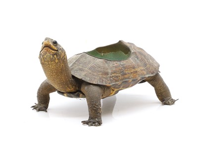 Lot 240 - Taxidermy: a terrapin