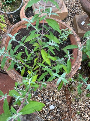 Lot 712 - A pair of terracotta garden planters