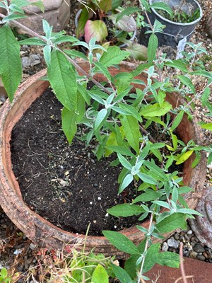 Lot 712 - A pair of terracotta garden planters